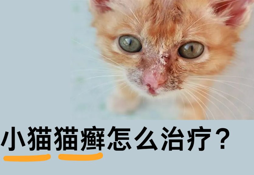 小猫患猫癣怎么办？症状诊断要点、外用口服抗真菌治疗方案、护理与环境消毒及疗程注意事项