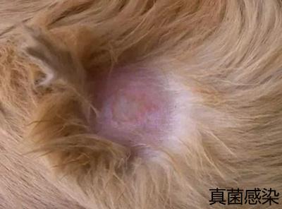 狗狗皮肤病用药指南：真菌、细菌、寄生虫与过敏的安全治疗建议，避免盲目用药与就医时机