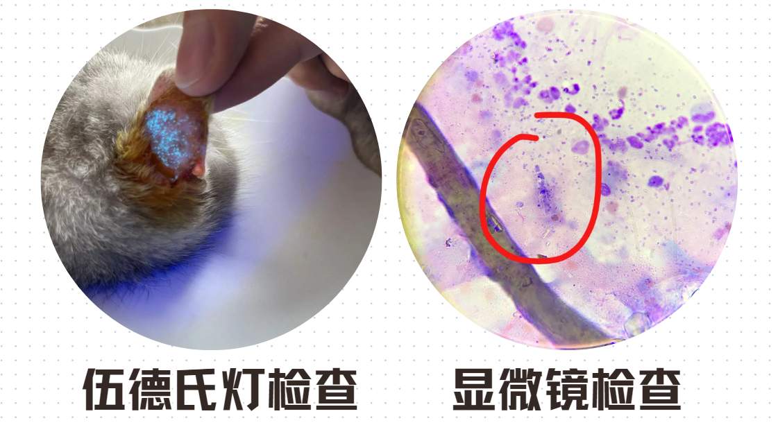 小猫猫癣用什么药?