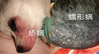 一文看懂:狗狗皮肤病必备良药清单