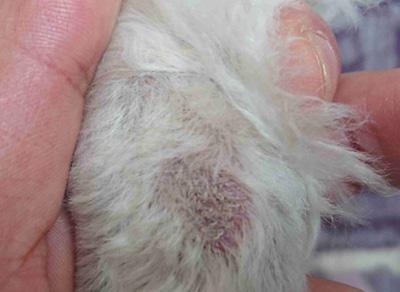 狗狗爪子真菌感染怎么办?