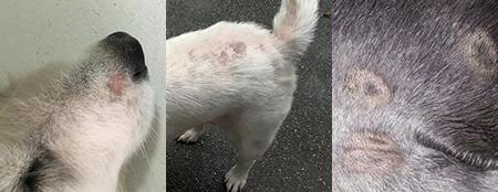 狗狗长癣用什么药？科学诊断与规范用药，抗真菌外用与口服方案，免疫提升和环境消毒避免复发