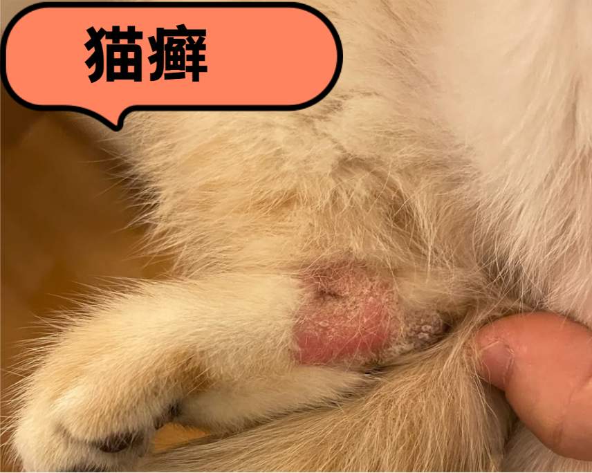 猫咪常见皮肤病识别与用药全指南：猫癣、耳螨、皮炎、湿疹、黑下巴的症状、治疗与预防要点