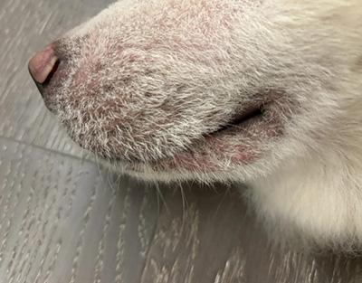 狗狗蠕形螨反复感染怎么办？科学用药、抗菌洗护与营养调理，兽医建议+家庭护理预防复发全攻略