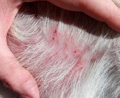 狗狗身上痒有小红点?急需消除病因