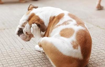 狗狗身上发红发痒掉毛,到底应该怎么处理?