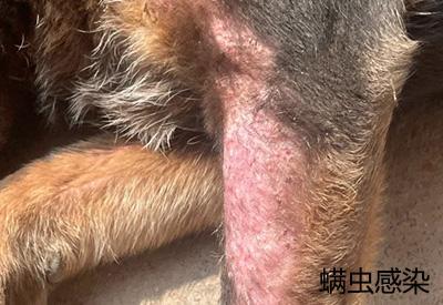 狗狗皮肤病用什么药膏比较好?