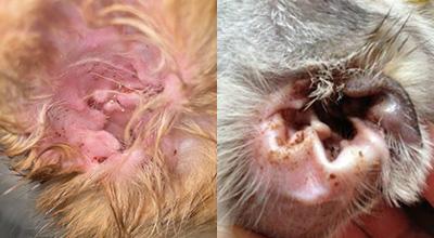 狗狗身上有螨虫会引发哪些皮肤病?
