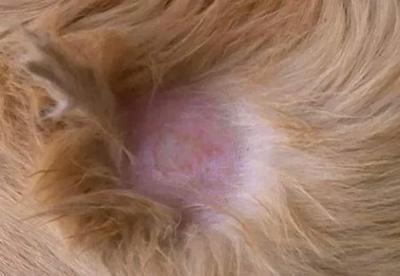 狗狗局部脱毛到底正不正常?怎么判断?