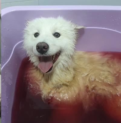 小狗身上有皮肤病还给小狗洗澡?你真的做对了吗?