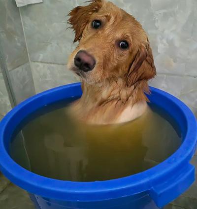 小狗身上有皮肤病还给小狗洗澡?你真的做对了吗?