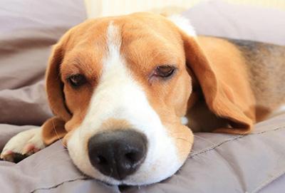 狗狗皮肤病痒得难受?实用止痒秘籍