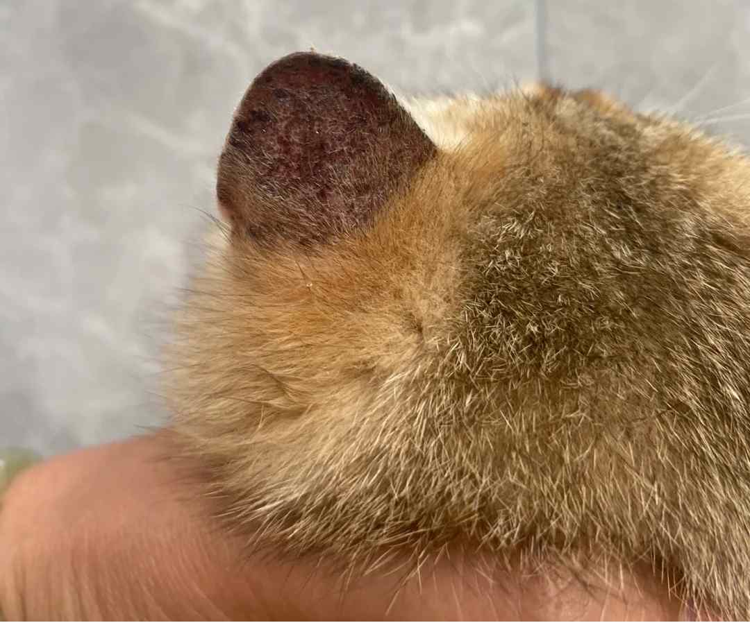 小猫耳朵掉毛或猫癣怎么治？症状识别、外用与口服用药、治疗步骤及家庭预防实用护理要点