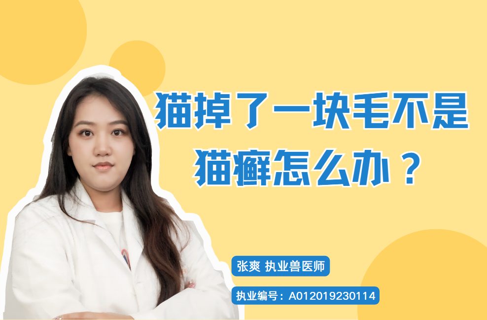 猫掉了一块毛不是猫癣？诊断方法、常见原因与居家处理及就医时机、伍德氏灯局限与用药建议