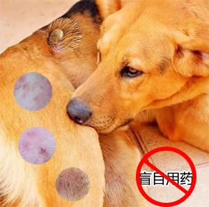狗狗皮肤病别乱抹红霉素碘伏：辨别病因，遵医嘱对症治疗，注意剂量与皮肤护理，综合用药并保持环境清洁干燥