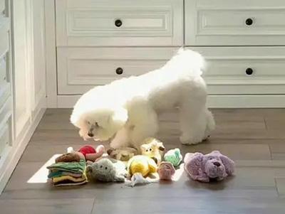 狗狗长癣不再愁!一文教你选对药