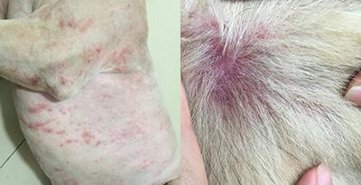 狗狗身上发红发痒掉毛,到底应该怎么处理?