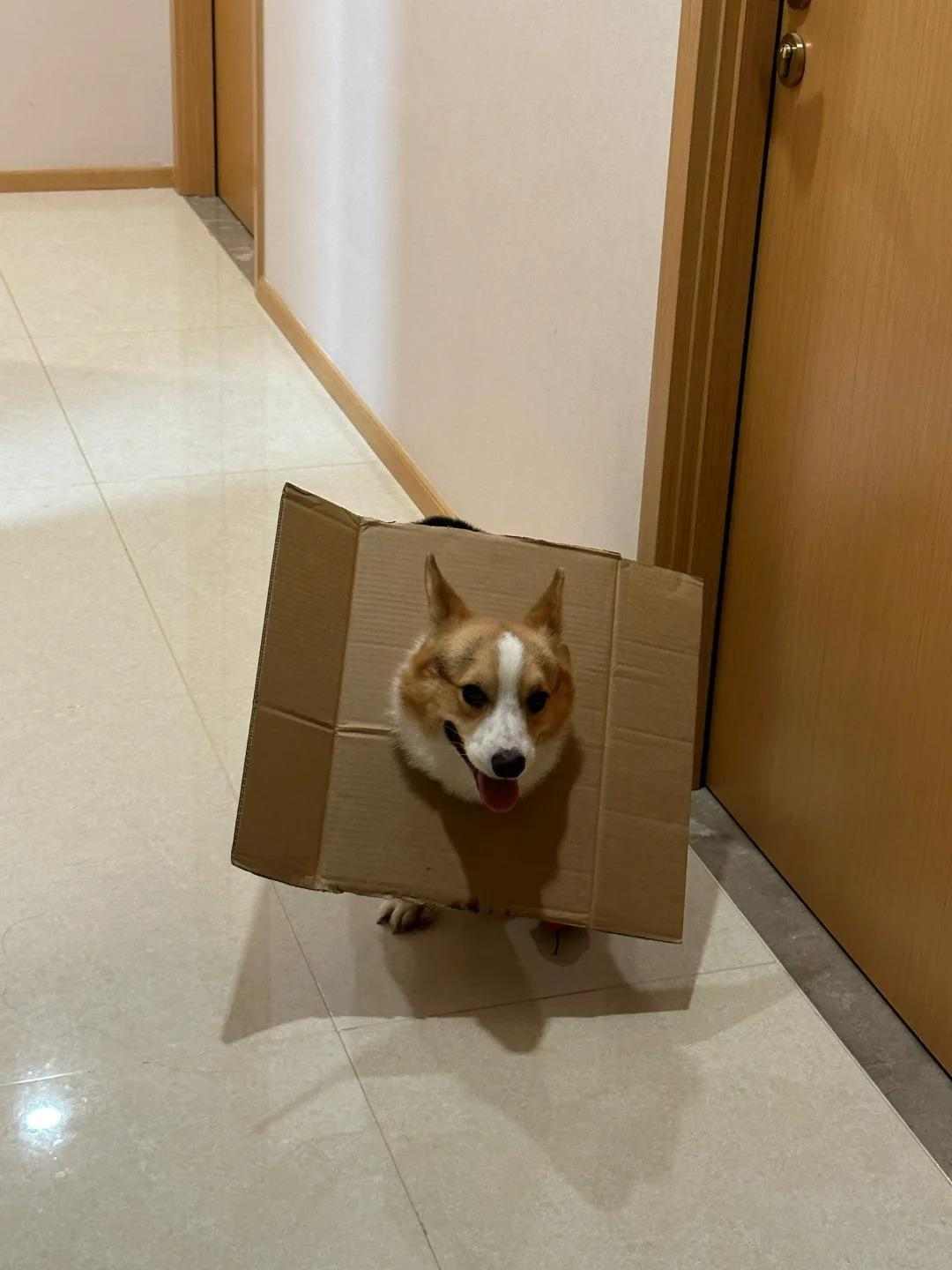 DIY狗狗脖圈;图源:xhs@未生Echo