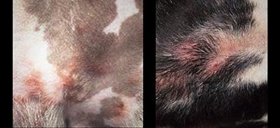 夏季狗狗湿疹高发应对：分期治疗药物与护理预防全攻略，及时就医环境控制与心理安抚助快速康复