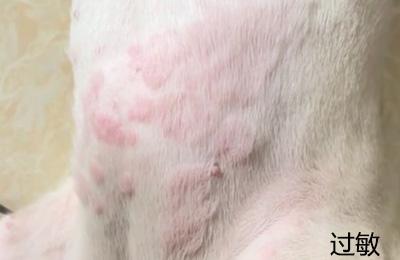 狗狗皮肤病用什么药膏比较好?