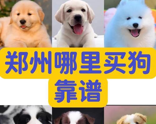 狗狗生产的最佳时间选择（了解狗狗的繁殖周期和最佳生产时机）