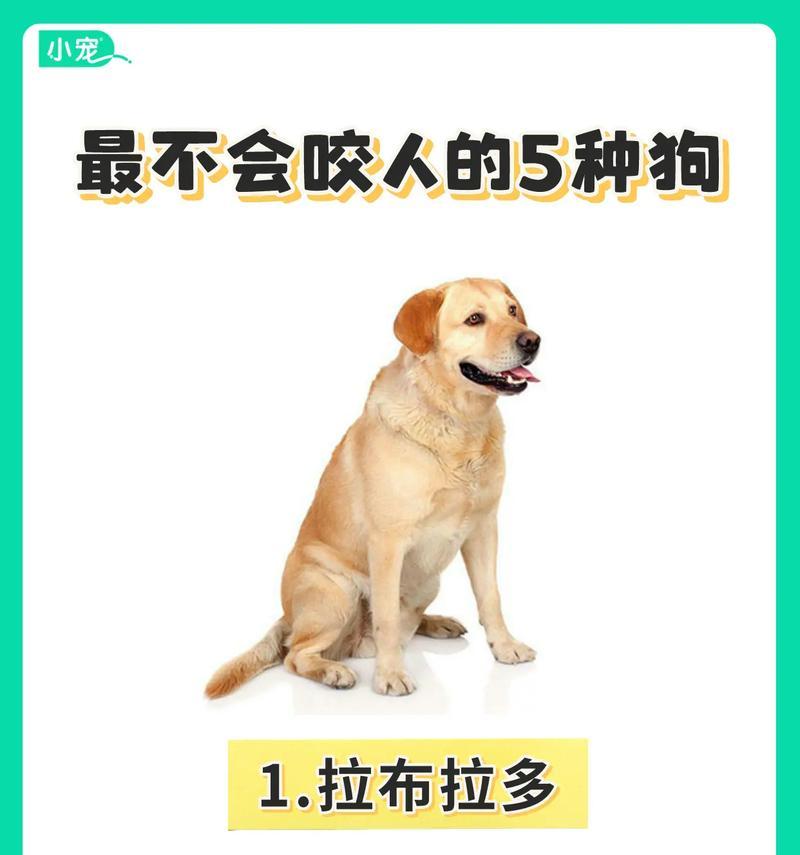 常见狗狗品种价格参考与选购指南