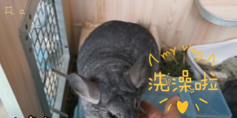 龙猫洗澡频率与正确方法指南
