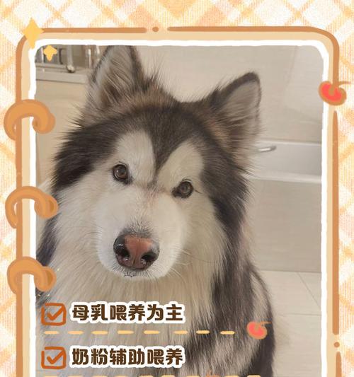 小狗喂养频率指南：如何科学安排喂奶时间