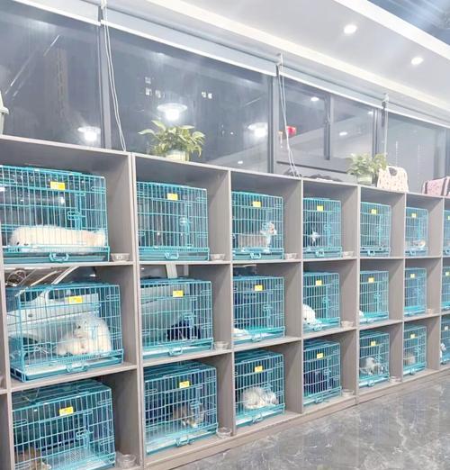 韩国出名犬舍特色与养犬文化探秘