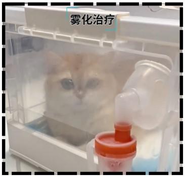 守护喵星人:猫鼻支治疗秘籍大公开