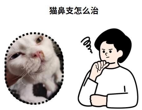 守护喵星人:猫鼻支治疗秘籍大公开