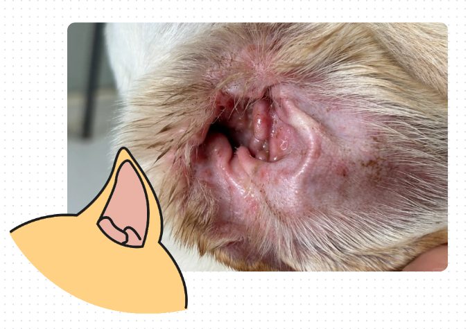 狗狗耳朵里有黑色的脏东西是怎么回事?