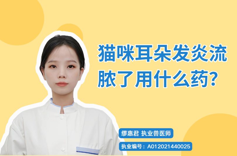 猫咪耳朵发炎流脓了用什么药？