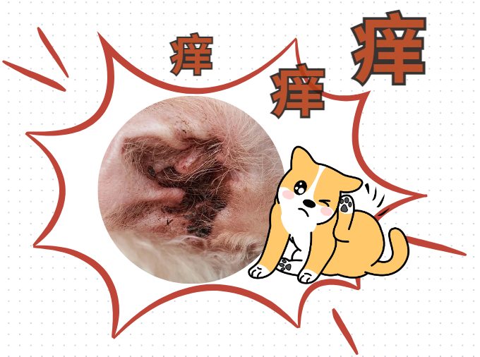 狗狗感染耳螨,耳朵痒老是抓用什么药?