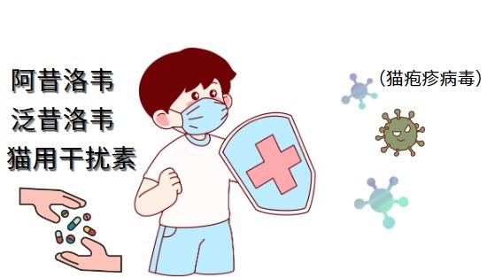 守护喵星人,精选猫鼻支治疗药品指南
