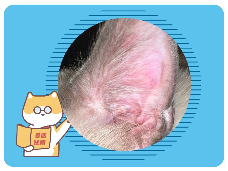 狗狗耳朵里全是红的，该用什么药?