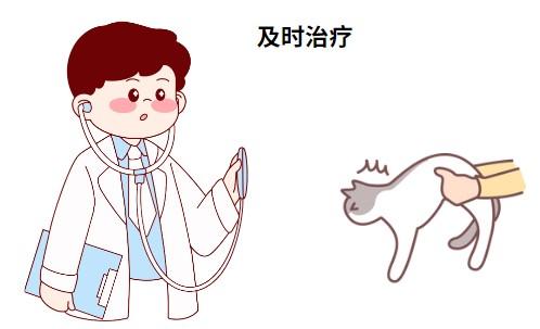 猫鼻支寿命知多少?一文带你全面了解