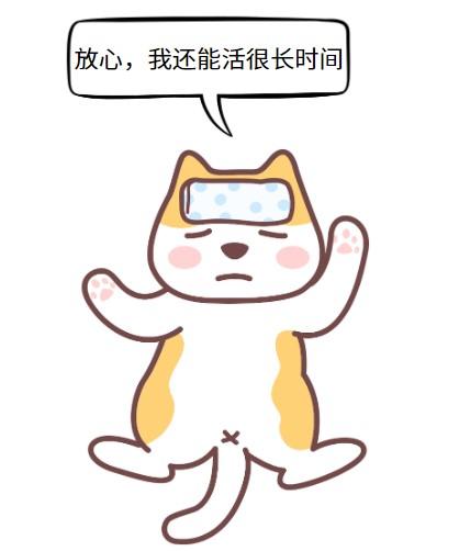 猫鼻支寿命知多少?一文带你全面了解
