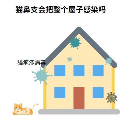 猫鼻支扩散警示:如何避免全屋沦陷?