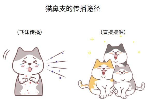 猫鼻支扩散警示:如何避免全屋沦陷?