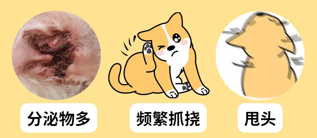 狗耳螨用什么药?