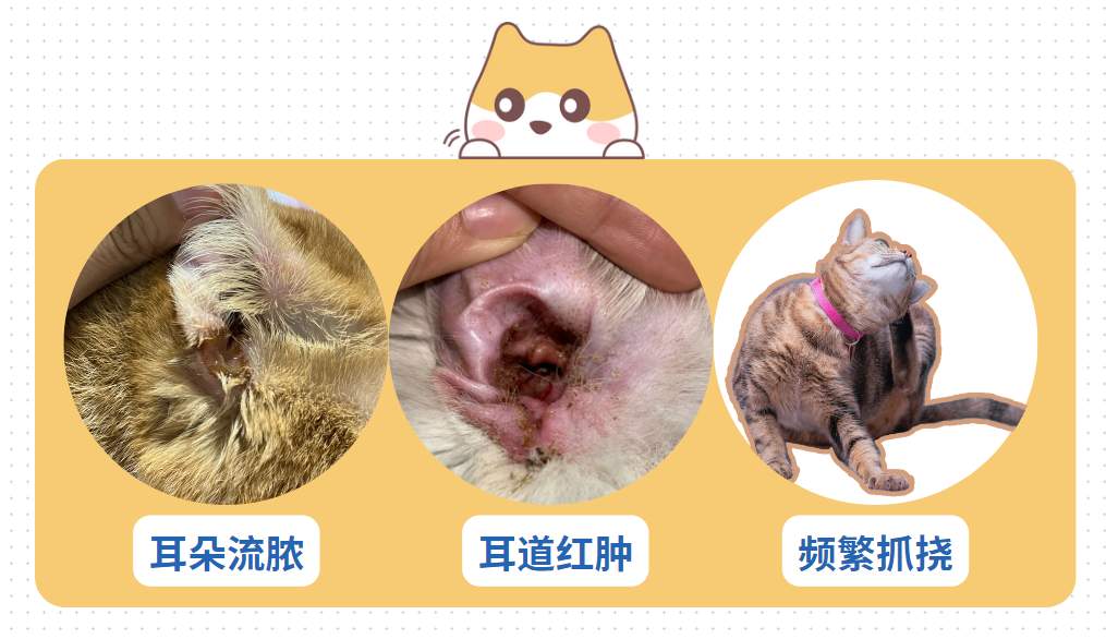 猫耳朵里有黑色脏东西是耳螨吗?