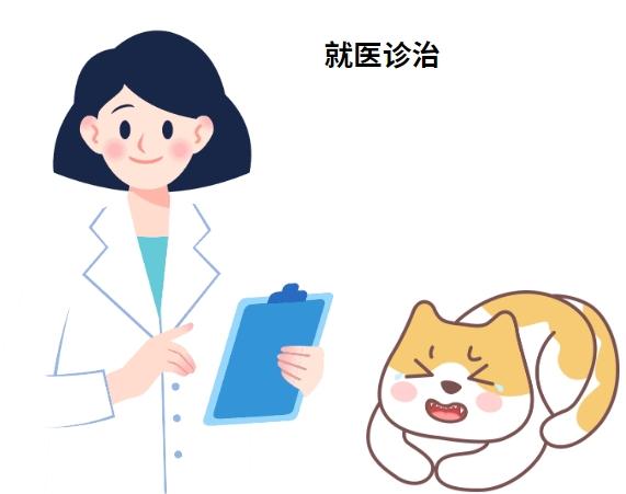 猫鼻支反反复复难治愈?可能是疏忽了这几点