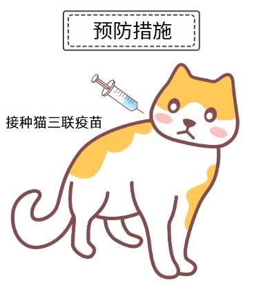 破解猫鼻支终身难题:治愈希望在这里!