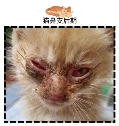 破解猫鼻支终身难题:治愈希望在这里!