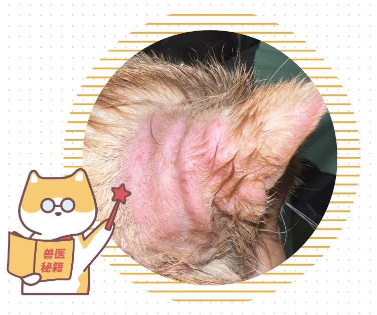 猫咪耳朵痒老是挠怎么治疗?