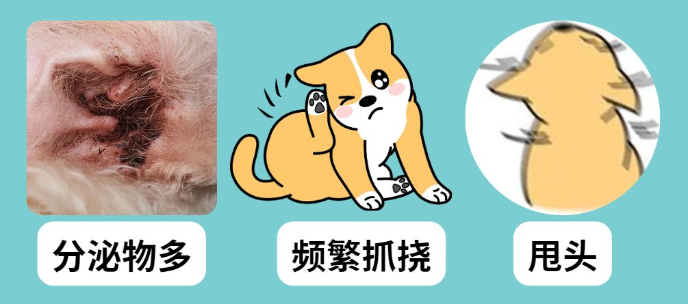 狗狗耳螨用什么药?