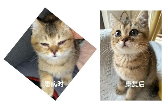 守护爱宠,了解猫咪疱疹病毒症状