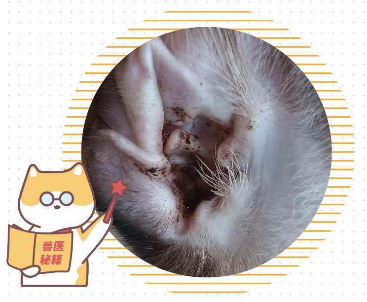猫咪耳朵痒老是挠是怎么回事?