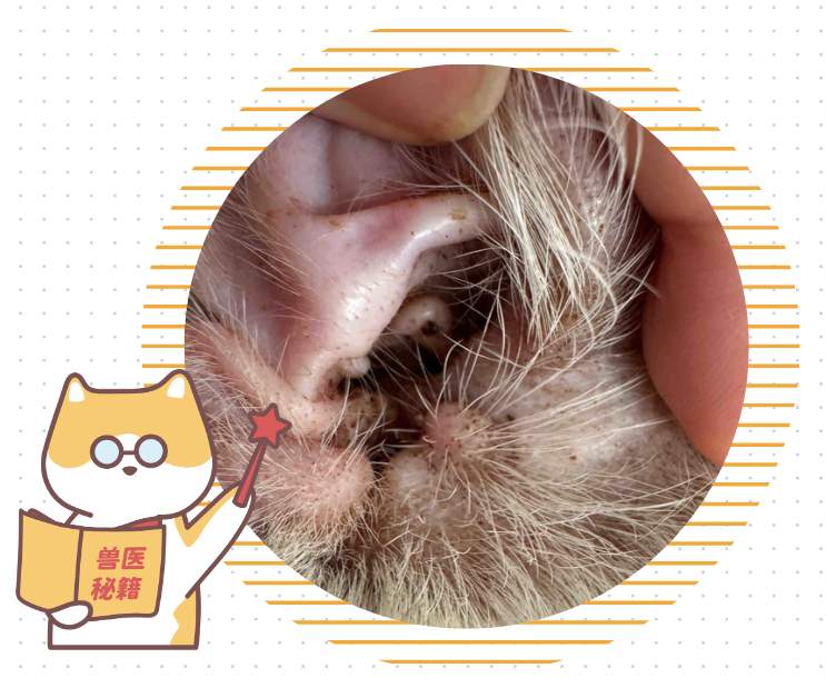 猫咪耳朵痒老是挠怎么办?